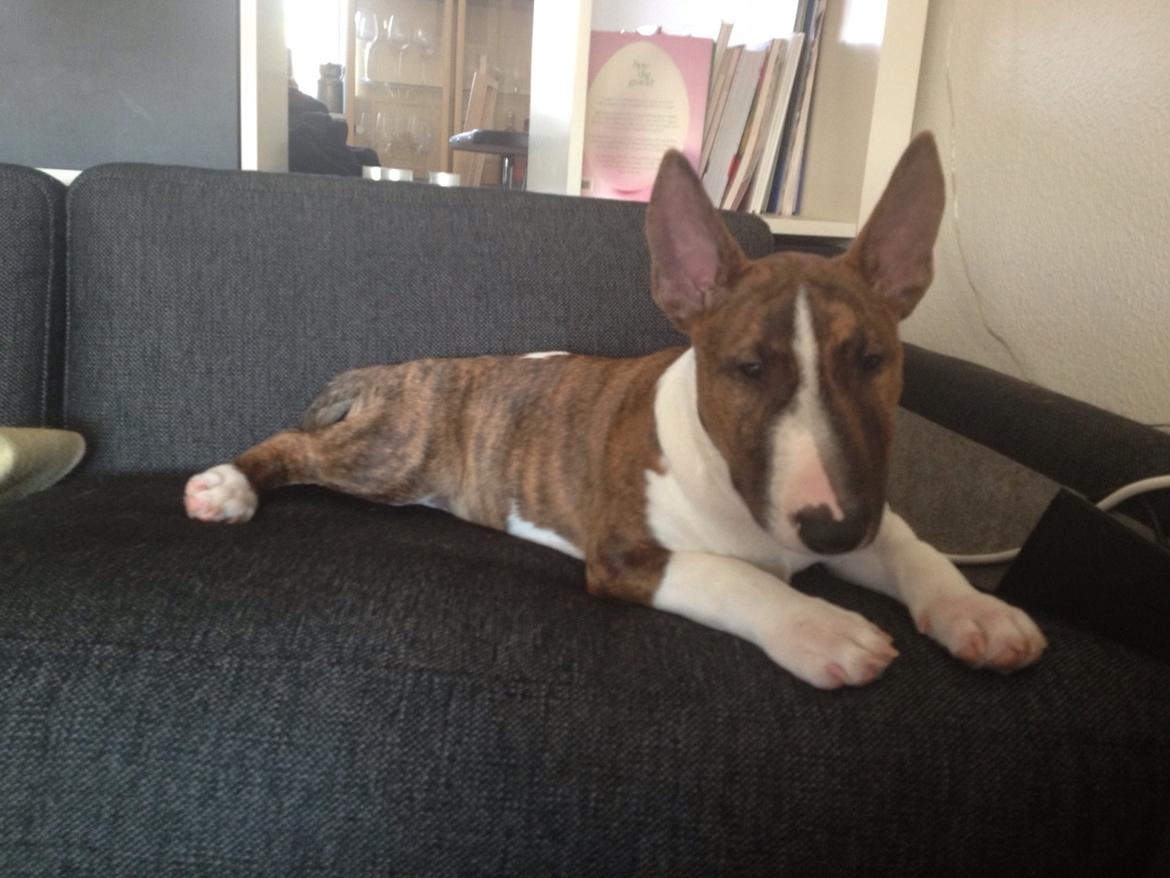 Bullterrier miniature Stubborn Head Danish Danymite aka Loco billede 28