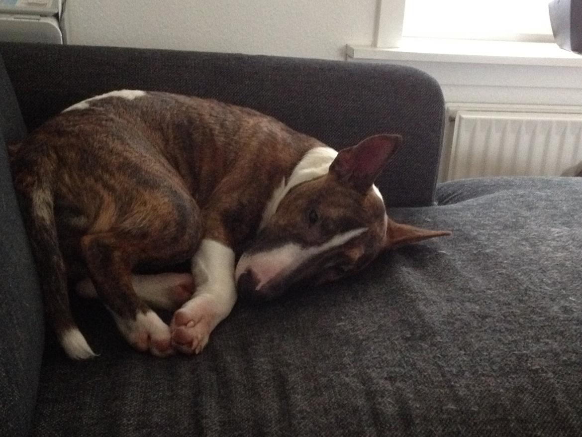Bullterrier miniature Stubborn Head Danish Danymite aka Loco billede 29
