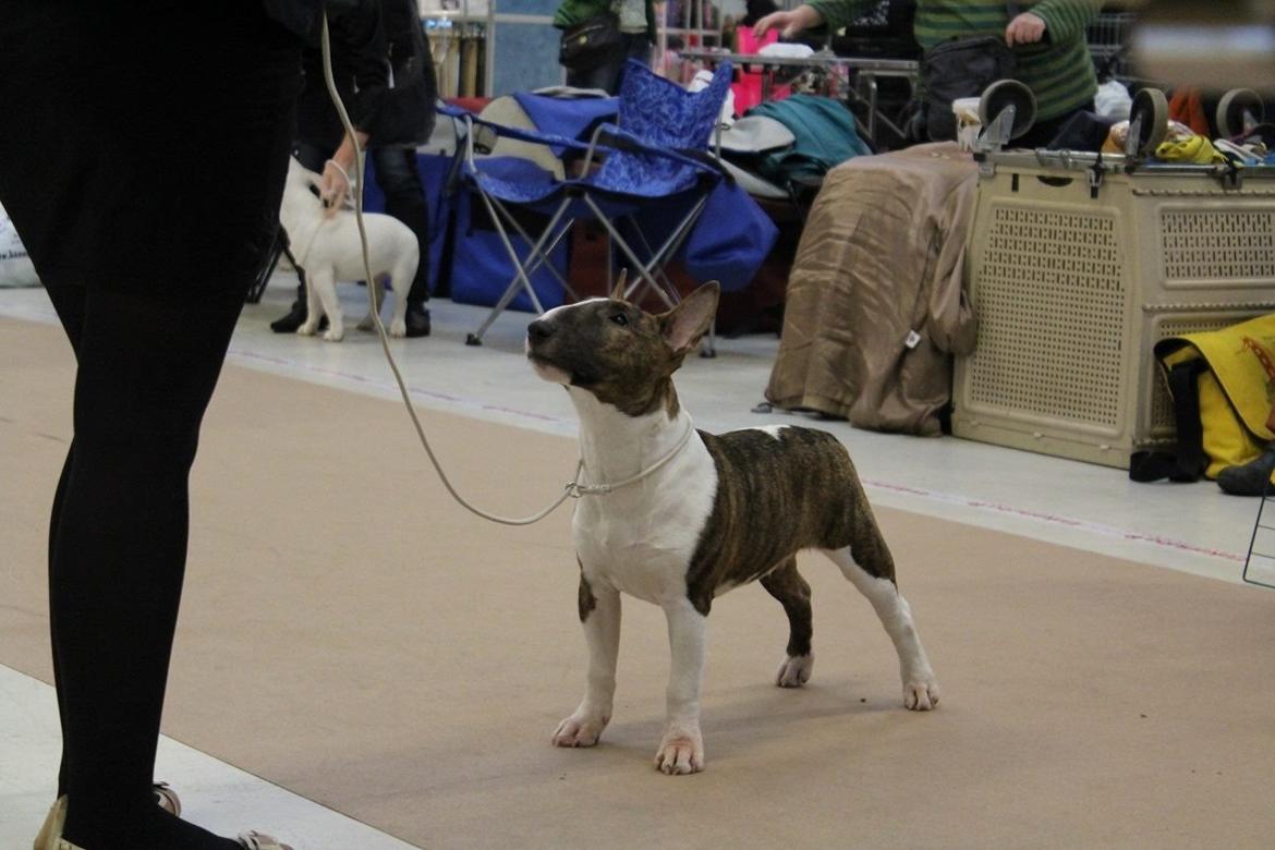Bullterrier miniature Stubborn Head Danish Danymite aka Loco billede 30