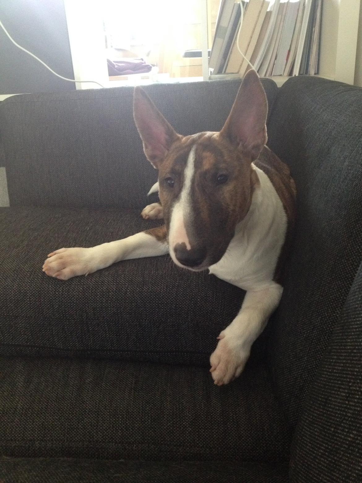 Bullterrier miniature Stubborn Head Danish Danymite aka Loco billede 31