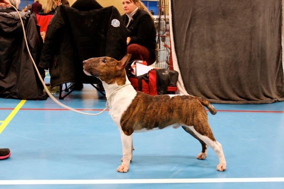 Bullterrier miniature Stubborn Head Danish Danymite aka Loco billede 32