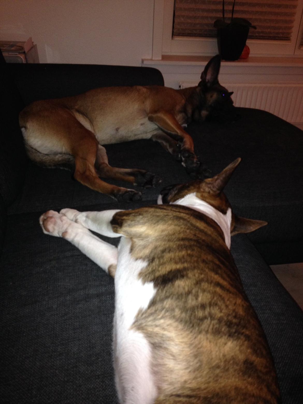 Bullterrier miniature Stubborn Head Danish Danymite aka Loco billede 33