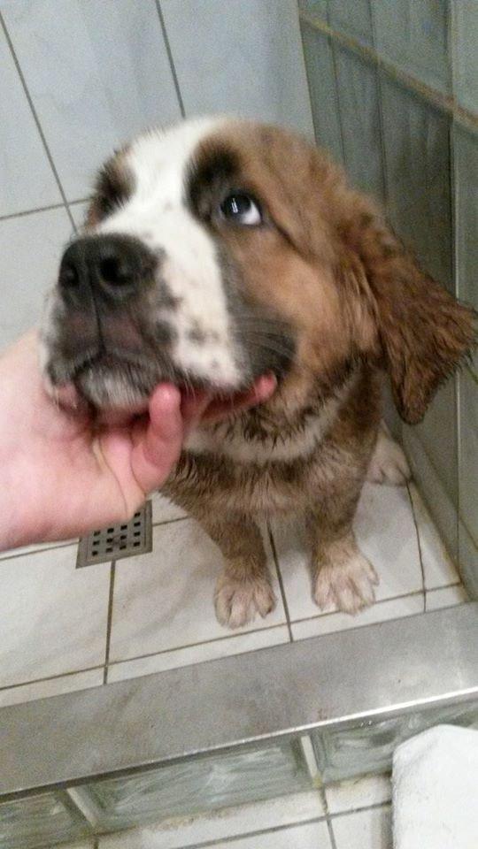 Blanding af racer Kenzo - Et bad skal der til, når man har leget i hundegården <3 billede 22