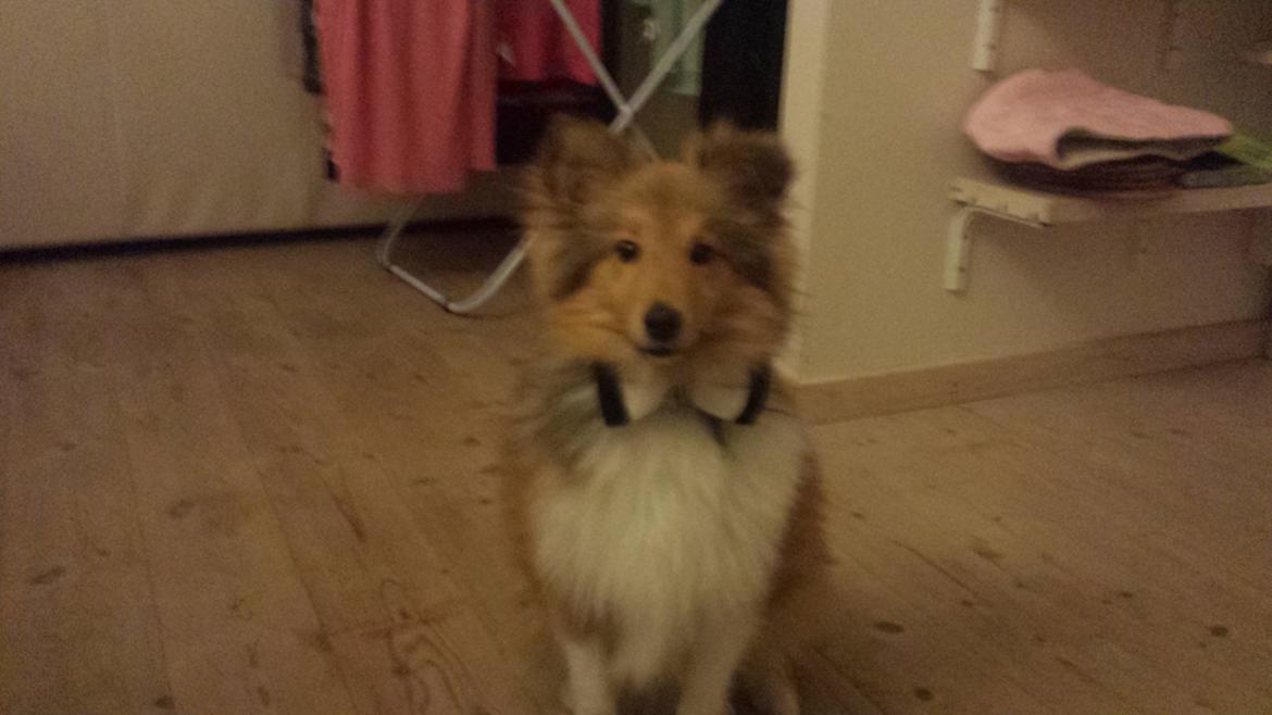 Shetland sheepdog Tarzan billede 13