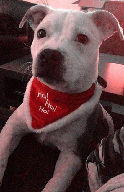 Staffordshire bull terrier Lucca - Hun skulle også være med på julestemningen ;-) billede 10