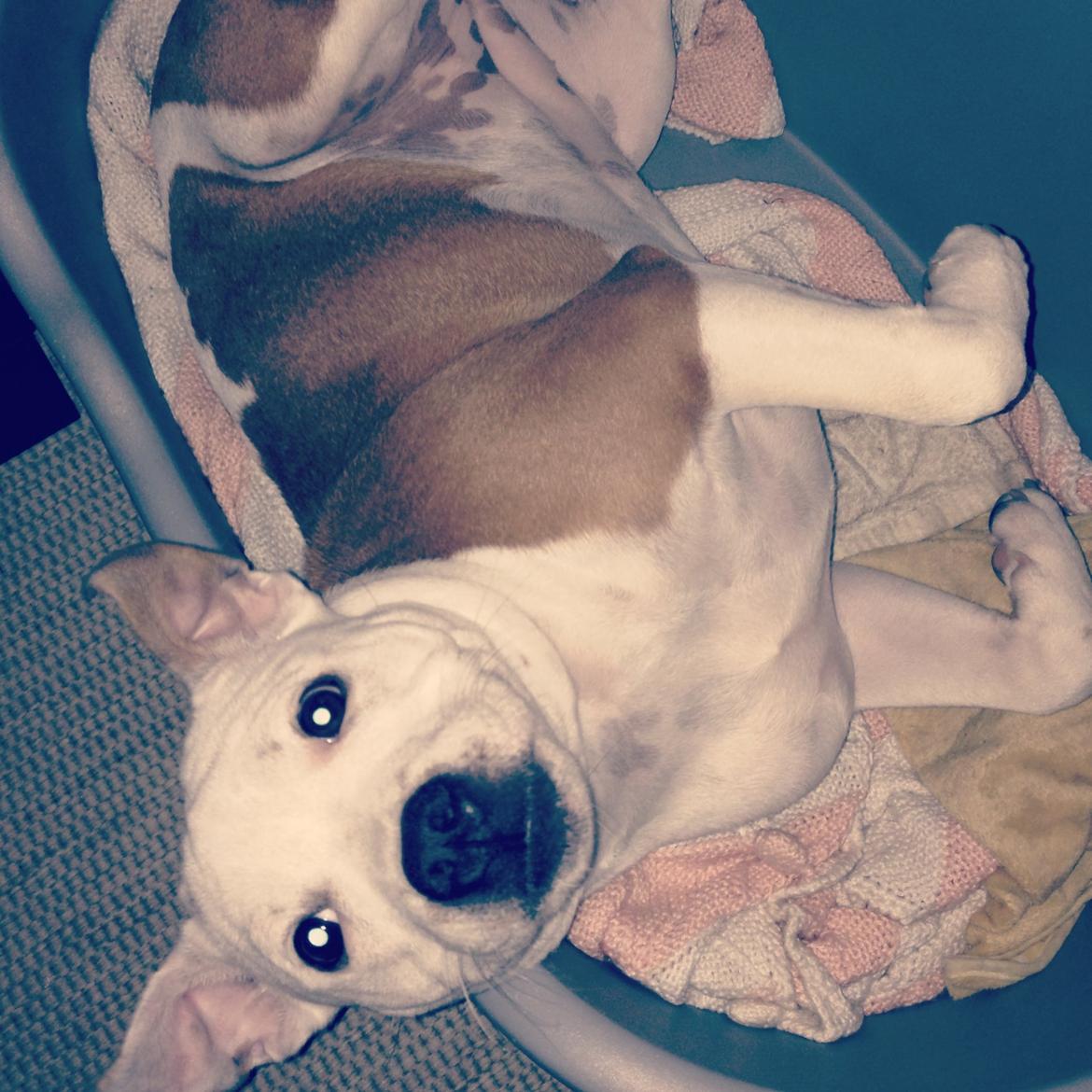 Staffordshire bull terrier Lucca billede 11