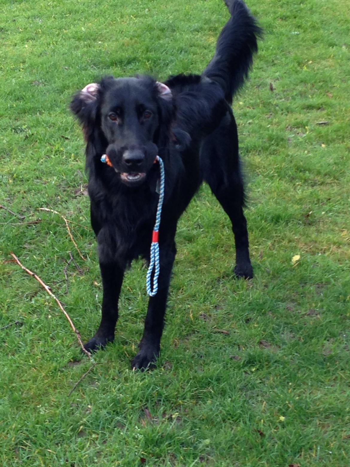 Flat coated retriever Bailey billede 24