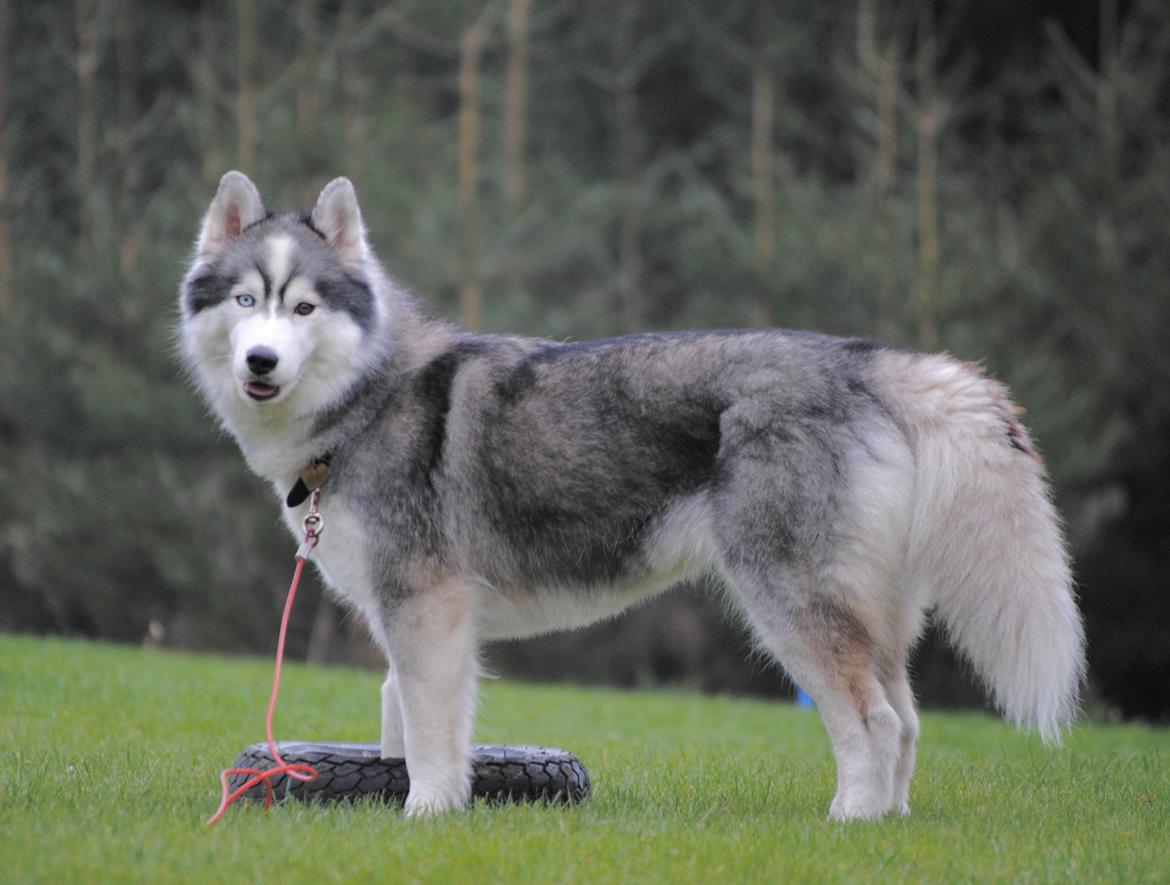 Siberian husky | Jeyzi billede 36