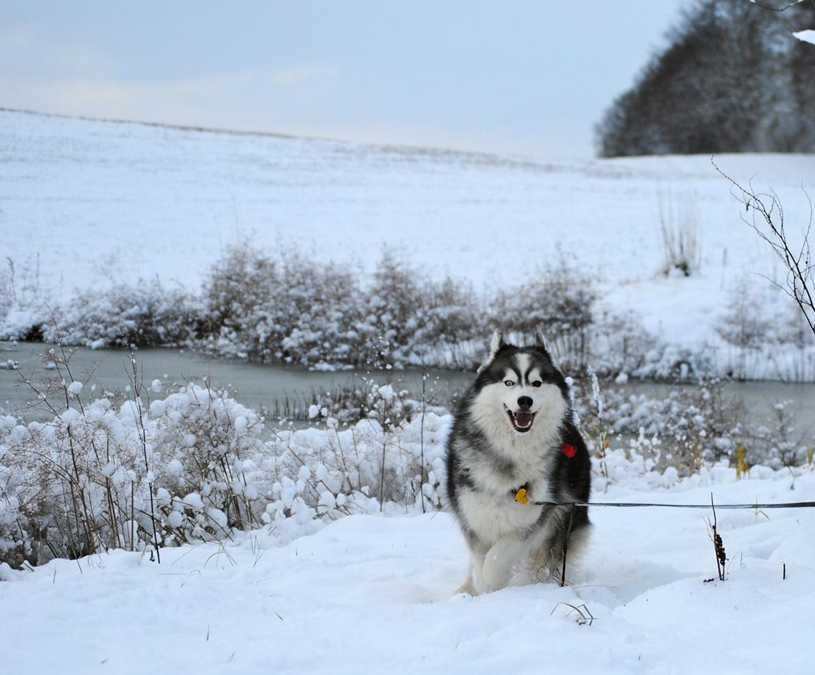 Siberian husky | Jeyzi billede 23