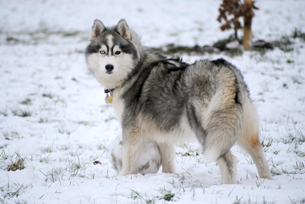 Siberian husky | Jeyzi billede 9