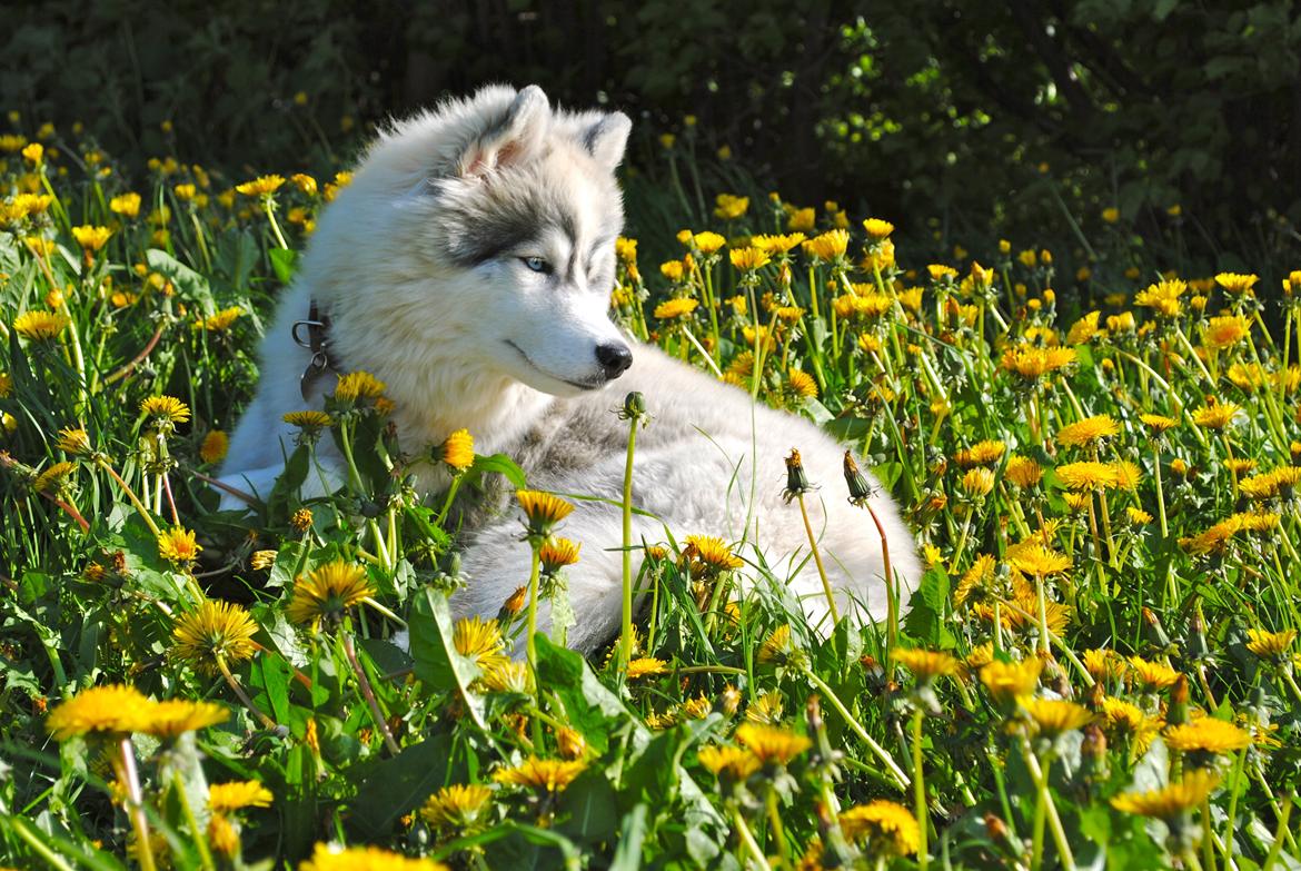 Siberian husky | Jeyzi billede 31