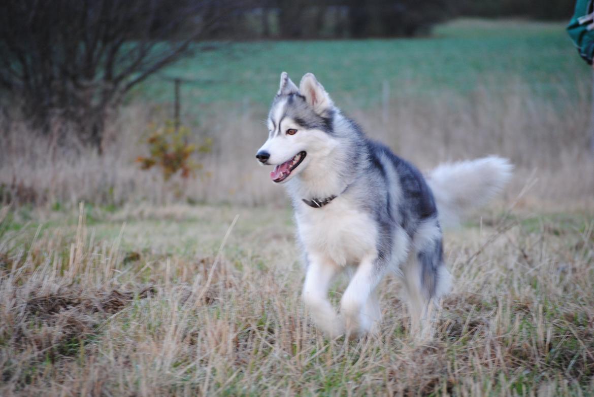 Siberian husky | Jeyzi billede 29