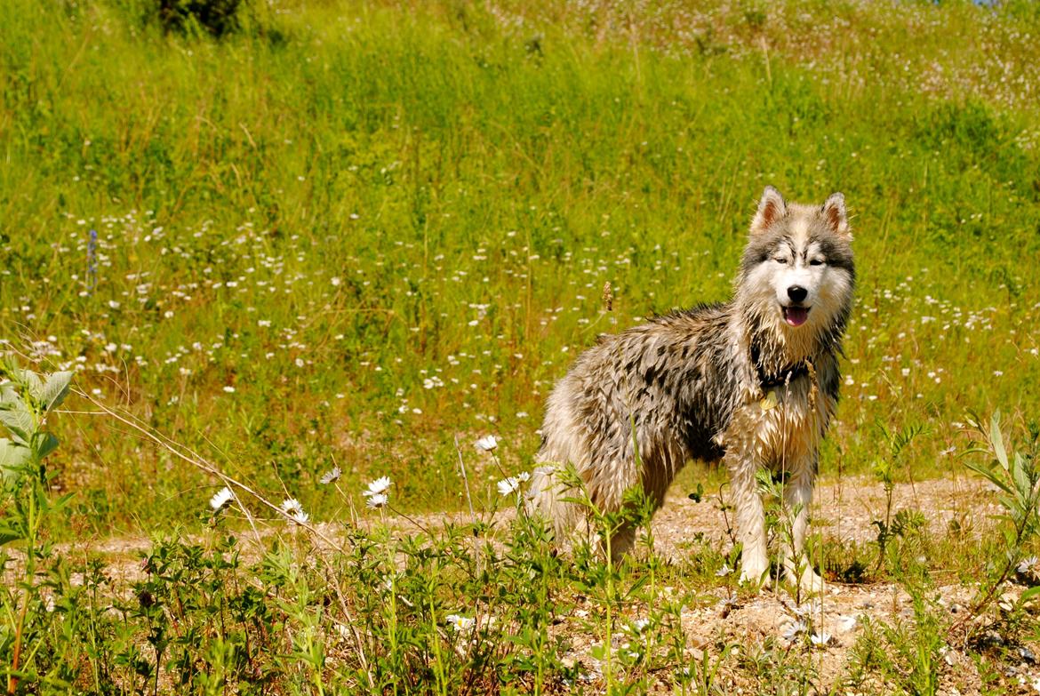 Siberian husky | Jeyzi billede 8