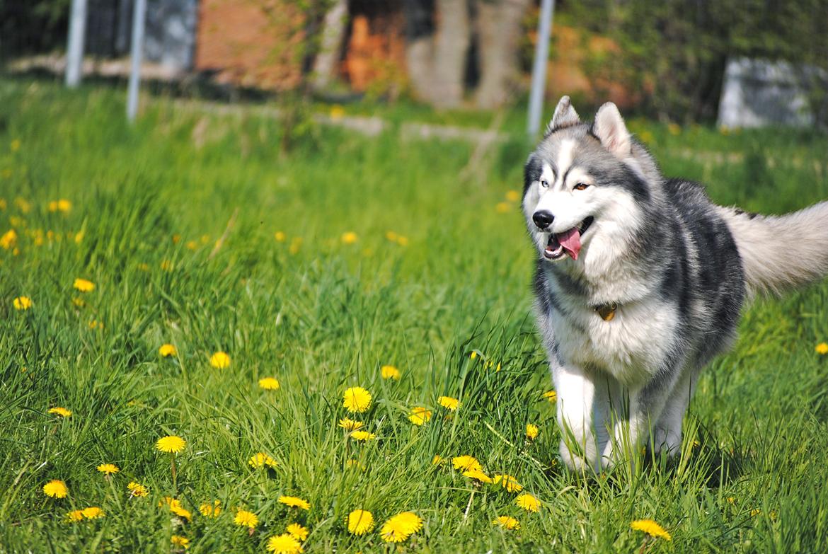 Siberian husky | Jeyzi billede 40