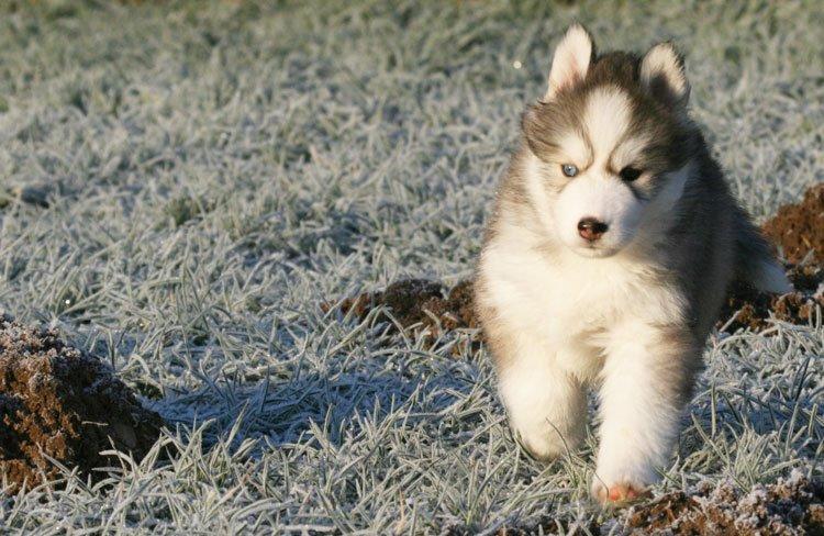 Siberian husky | Jeyzi billede 24