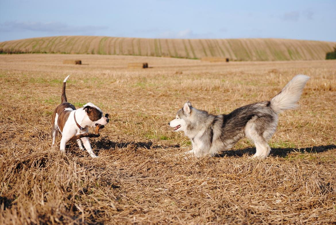 Siberian husky | Jeyzi billede 7