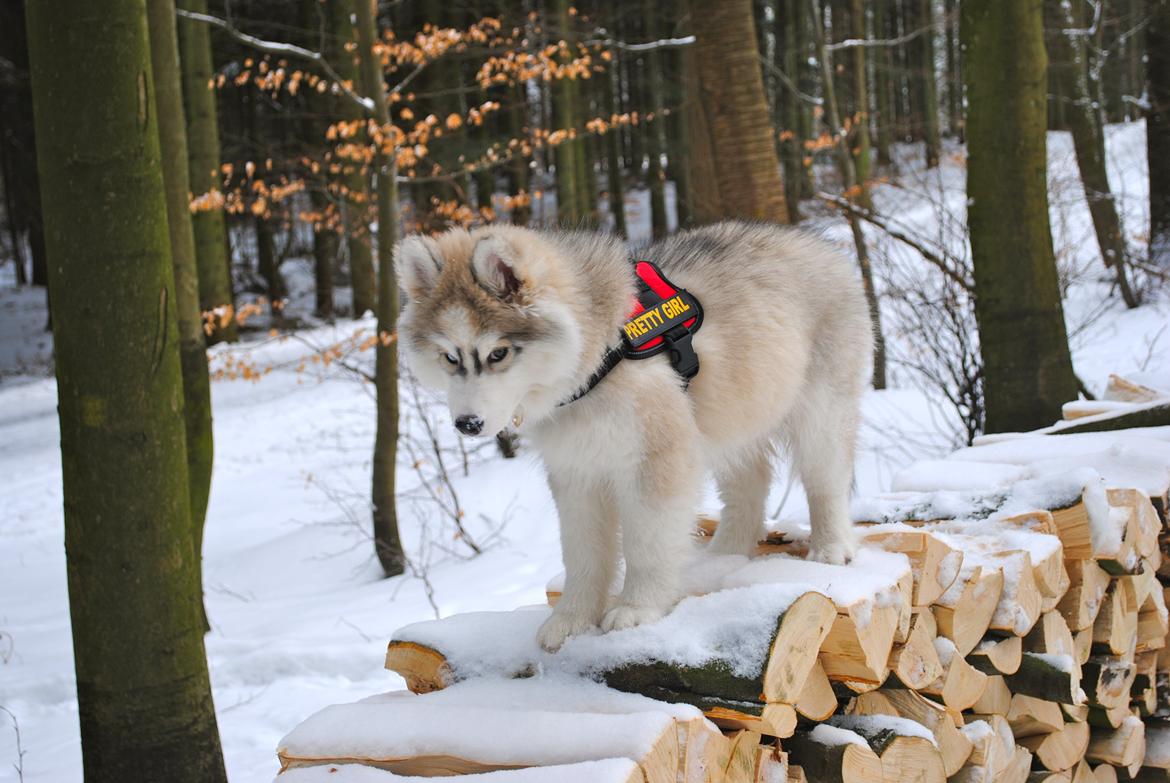 Siberian husky | Jeyzi billede 3