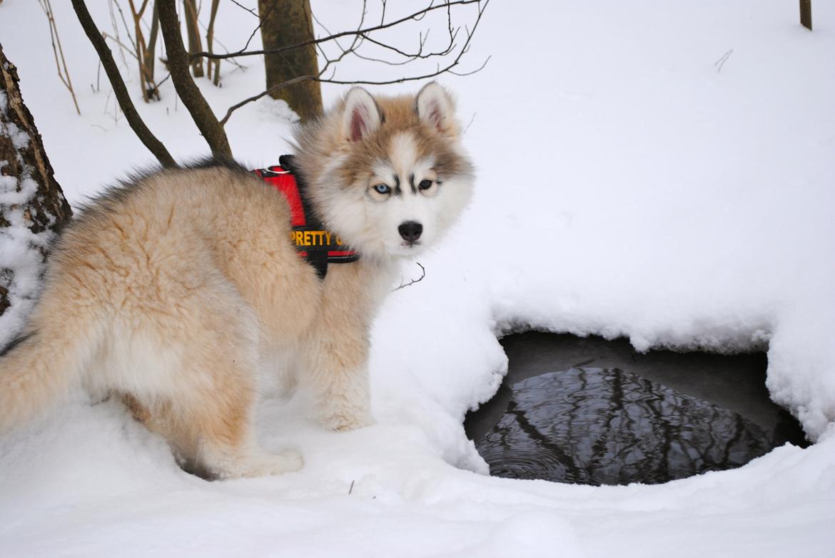 Siberian husky | Jeyzi billede 34