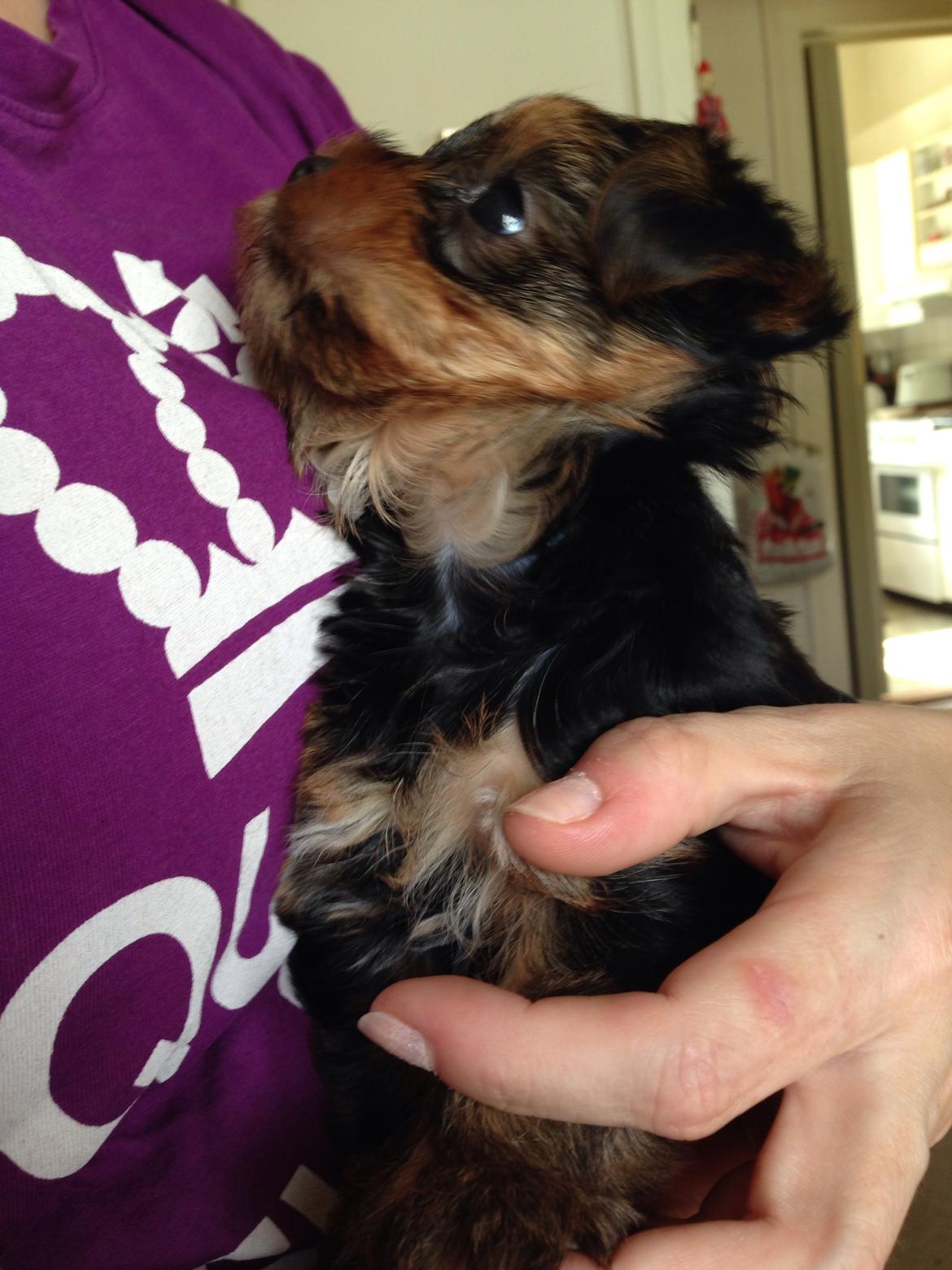 Yorkshire terrier Messi billede 2