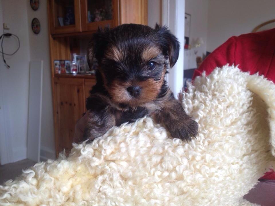 Yorkshire terrier Messi billede 1