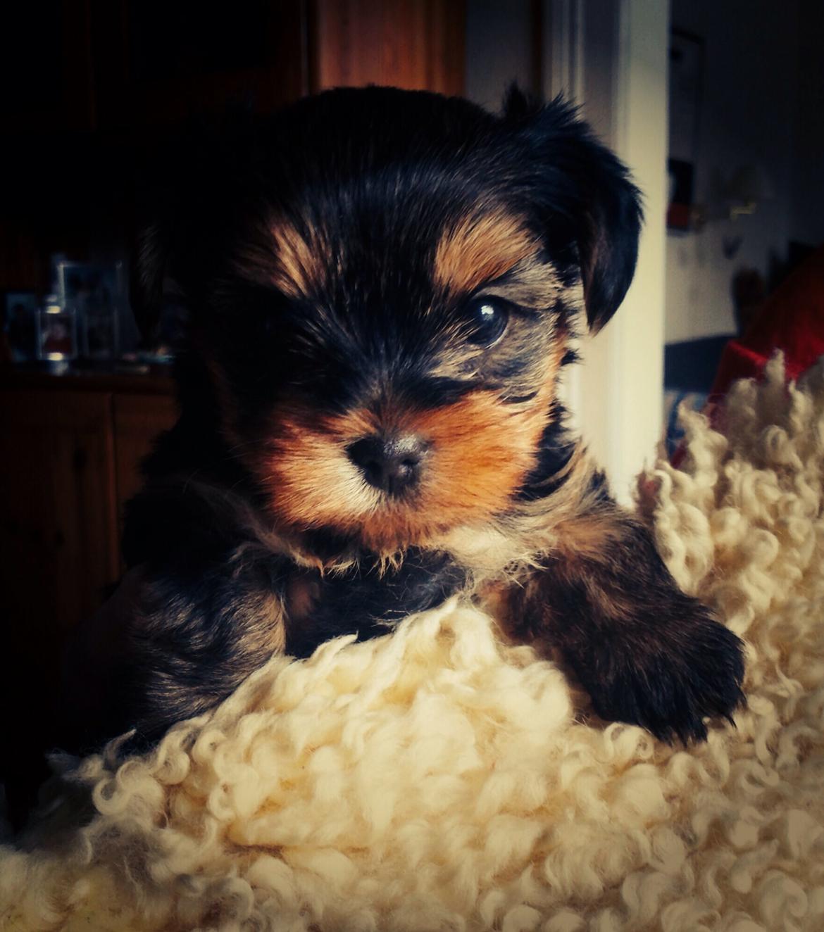 Yorkshire terrier Messi billede 3