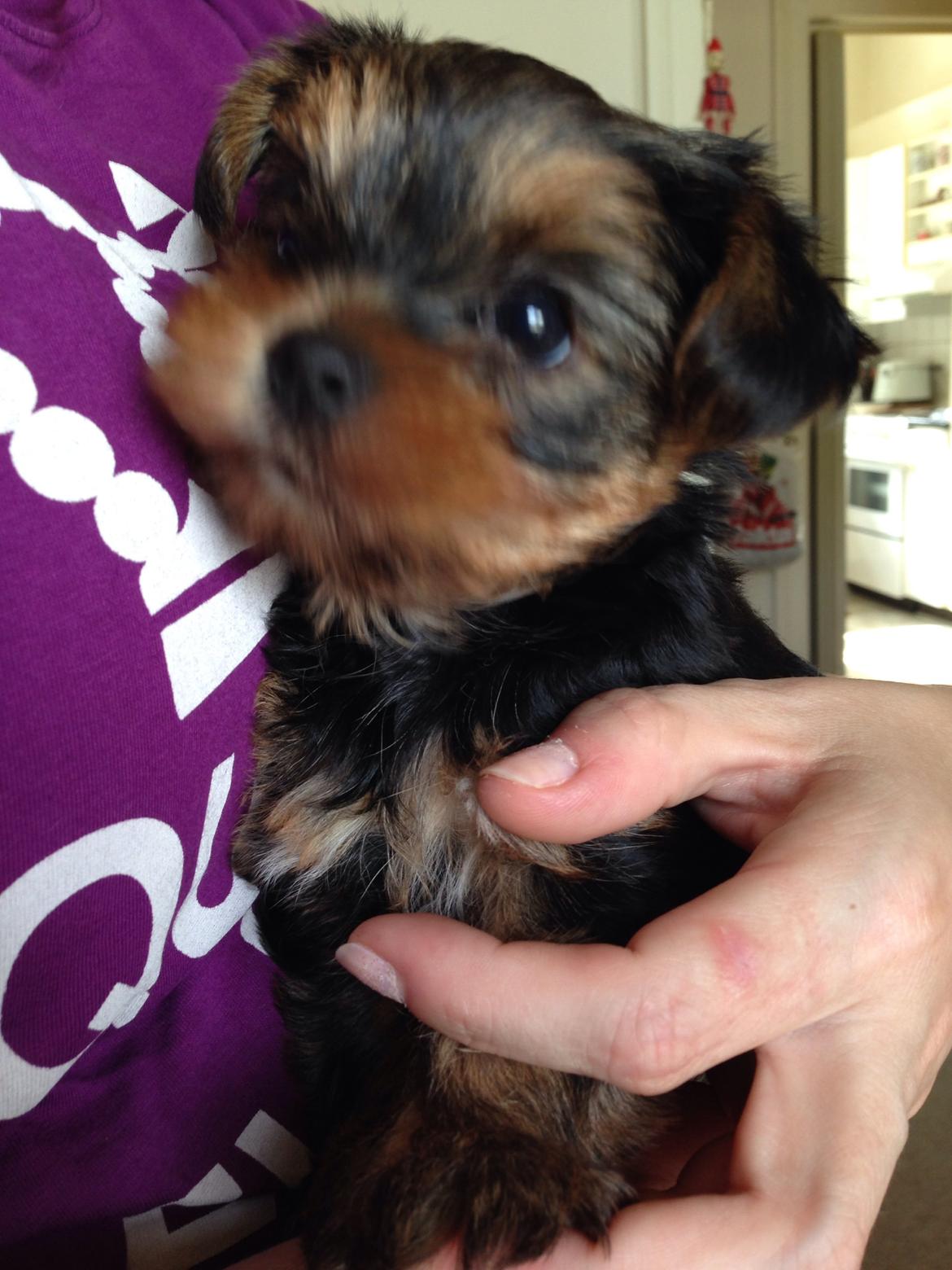 Yorkshire terrier Messi billede 5