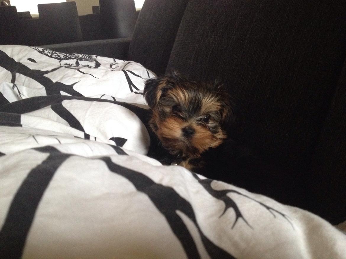 Yorkshire terrier Messi billede 6