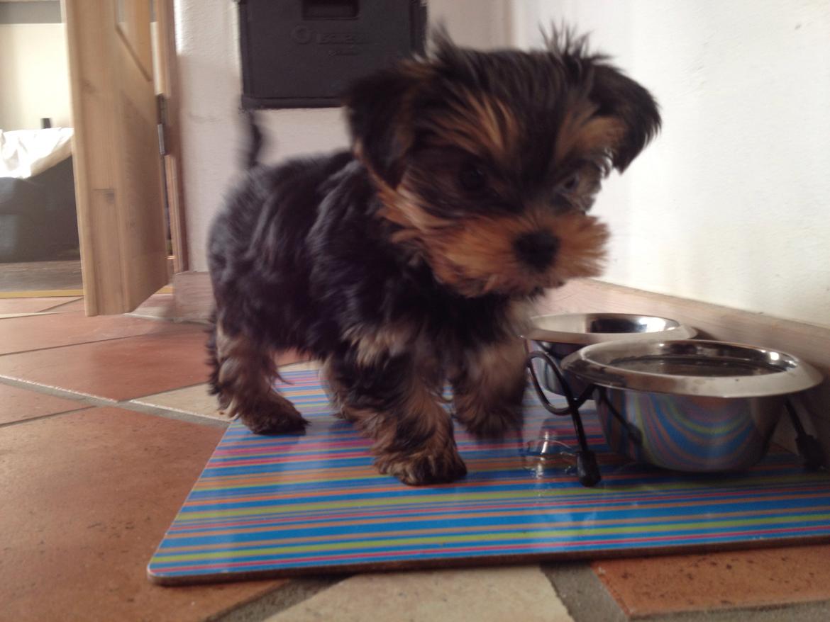 Yorkshire terrier Messi billede 7