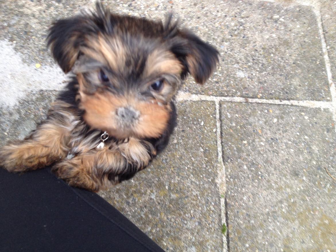 Yorkshire terrier Messi billede 8