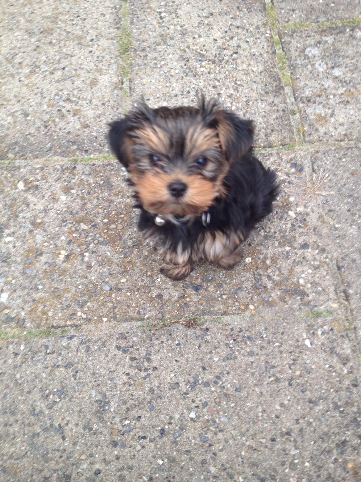 Yorkshire terrier Messi billede 10