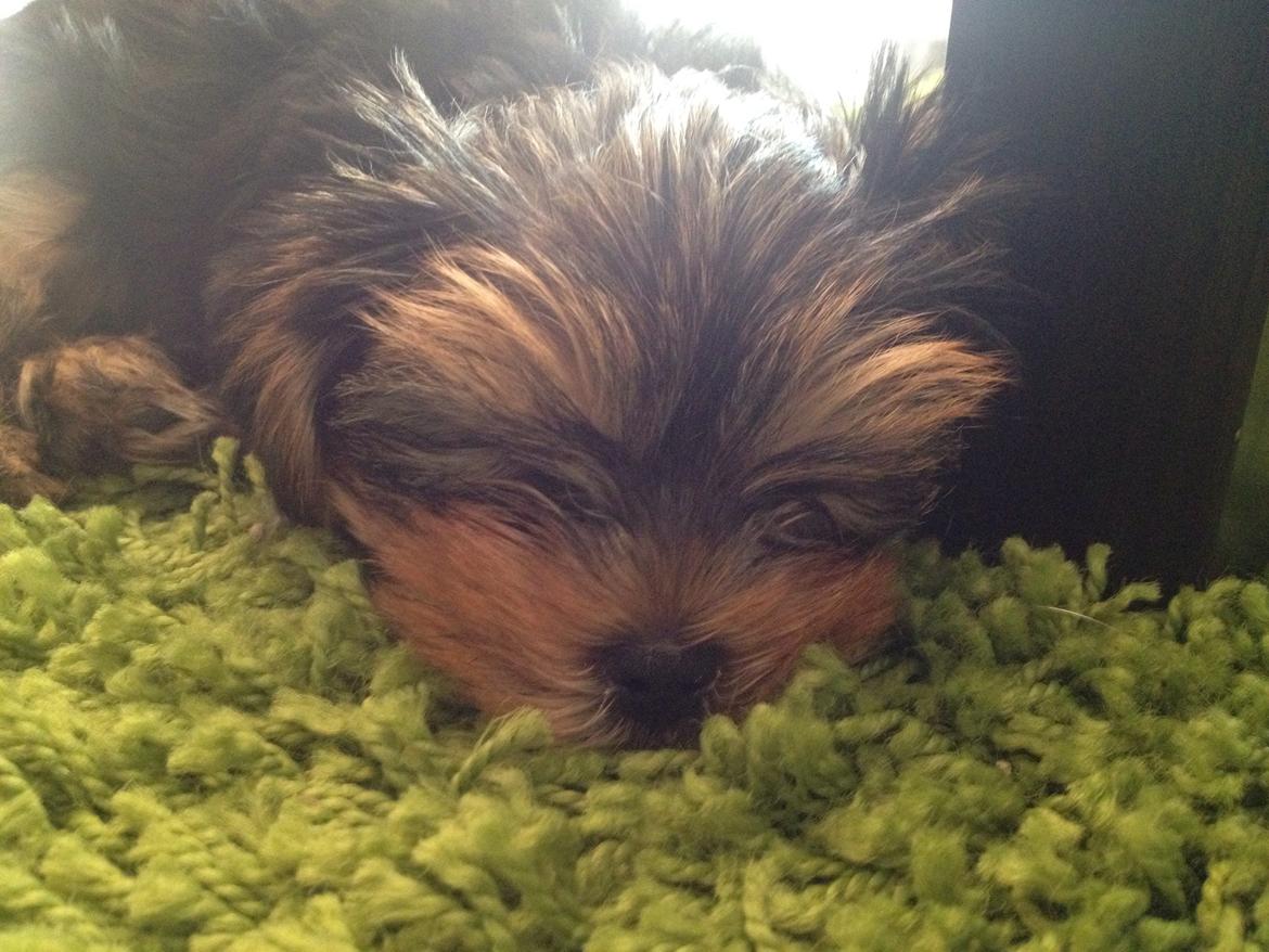 Yorkshire terrier Messi billede 11