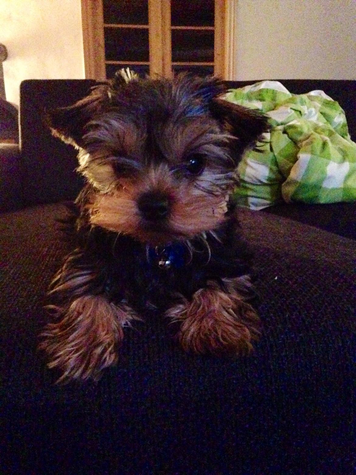 Yorkshire terrier Messi billede 14