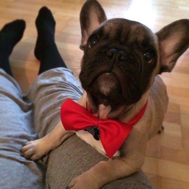 Fransk bulldog Polle - Glædelig jul fra Polle  billede 11