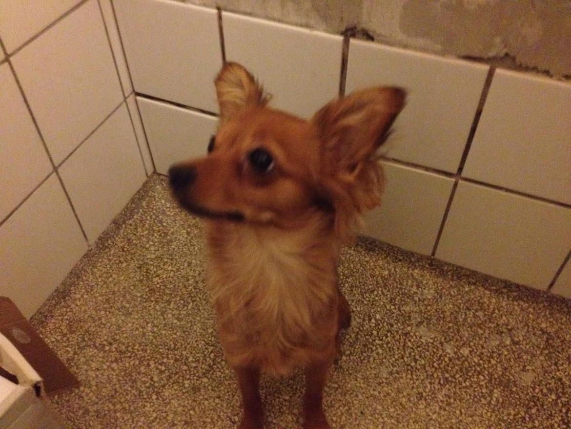 Blanding af racer Coco ( kaldt Gøje) billede 14