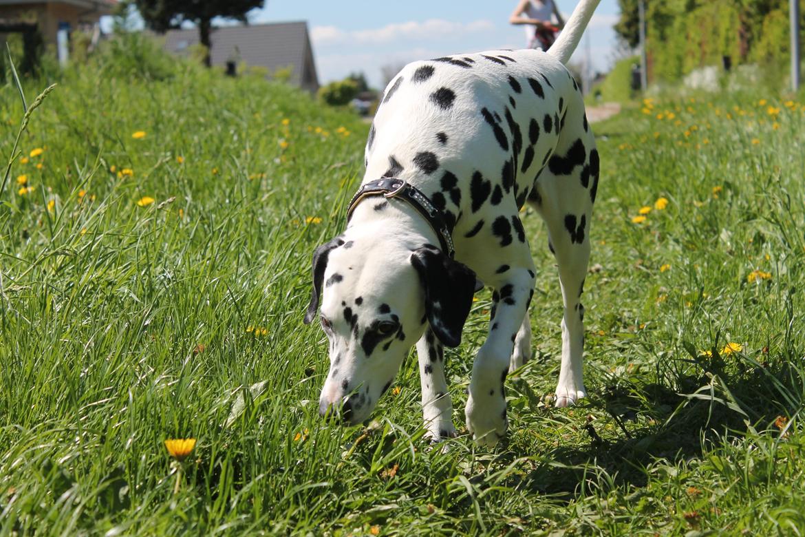Dalmatiner Mindy billede 4
