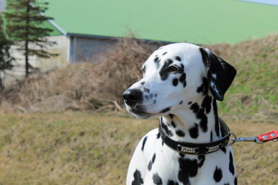 Dalmatiner Mindy billede 2