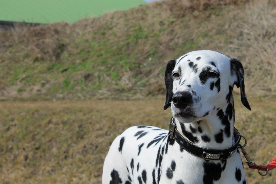 Dalmatiner Mindy billede 5