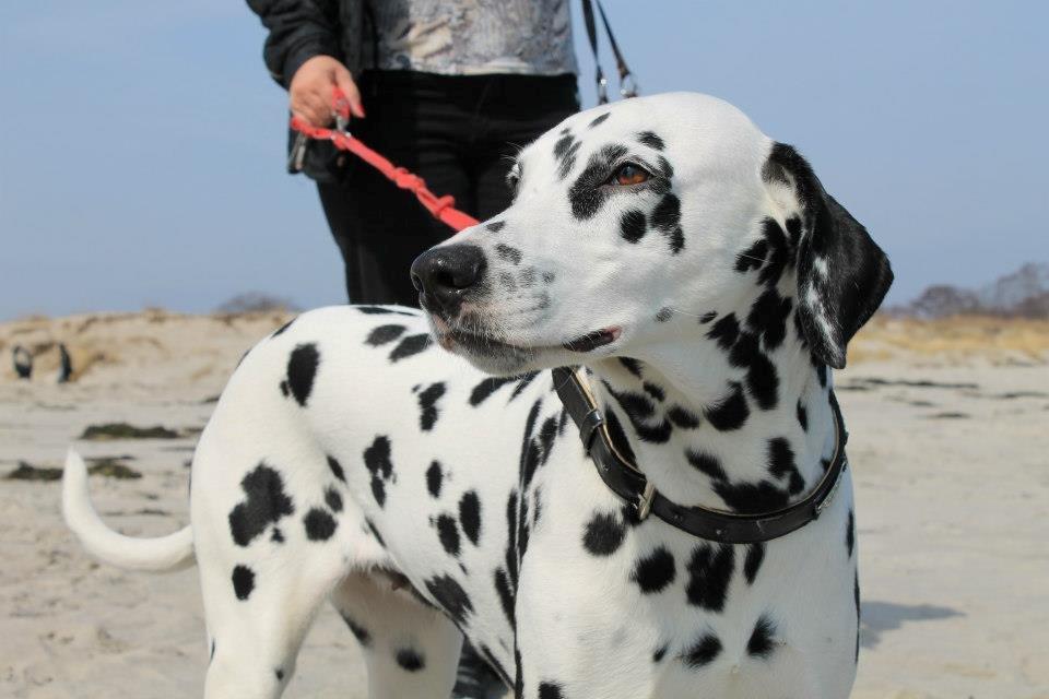 Dalmatiner Mindy billede 6
