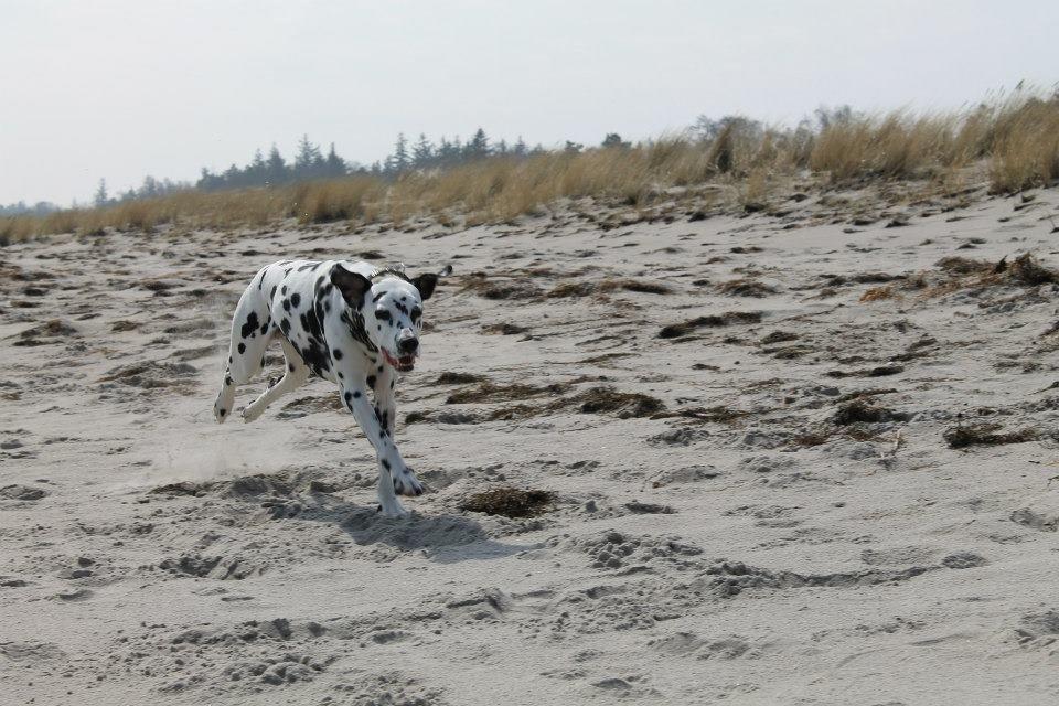 Dalmatiner Mindy billede 7