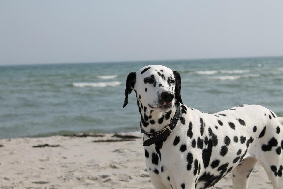 Dalmatiner Mindy billede 1