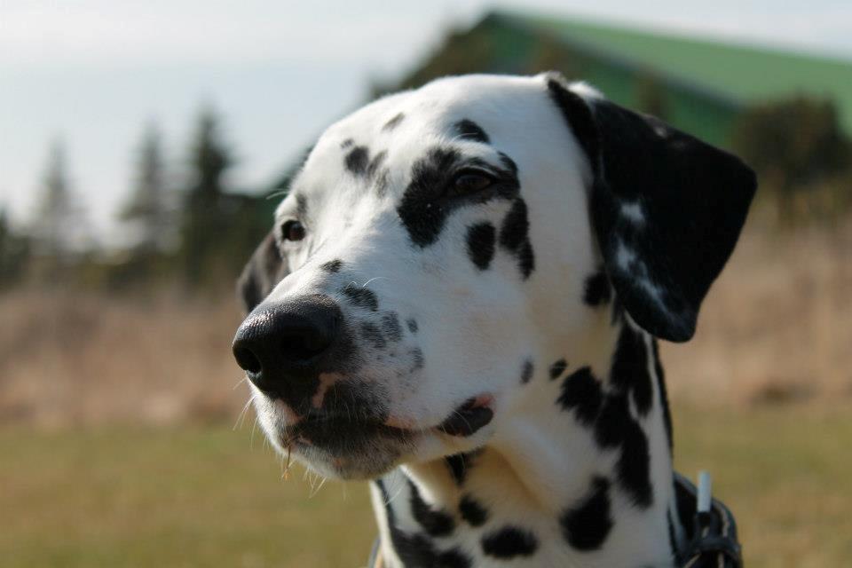 Dalmatiner Mindy billede 8