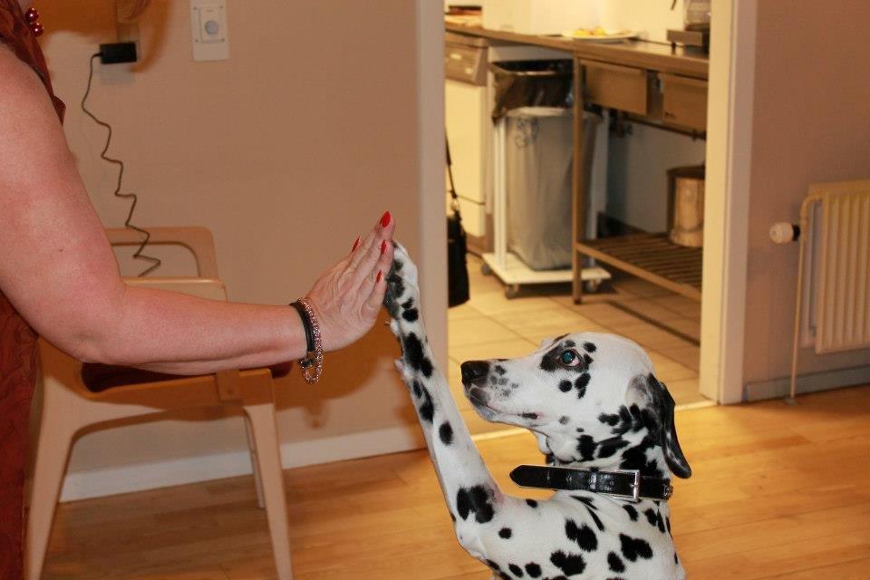 Dalmatiner Mindy billede 9