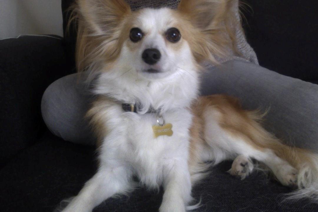 Blanding af racer Bernard (Bernie) billede 1