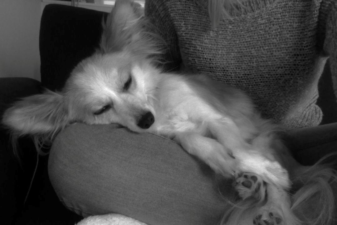 Blanding af racer Bernard (Bernie) billede 2