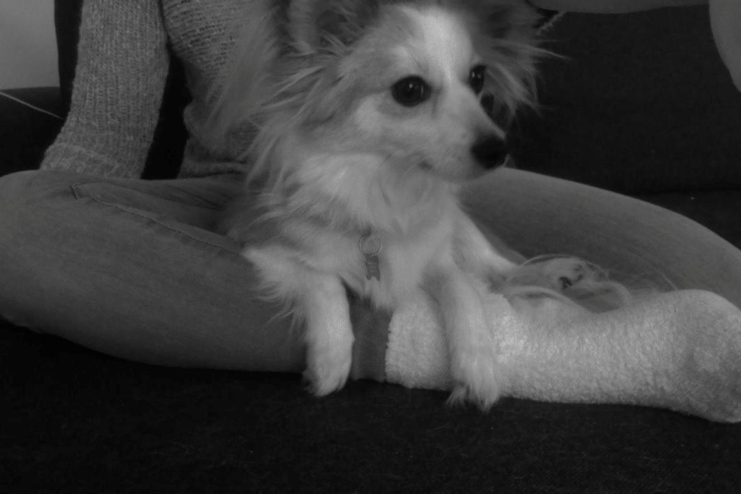 Blanding af racer Bernard (Bernie) billede 3