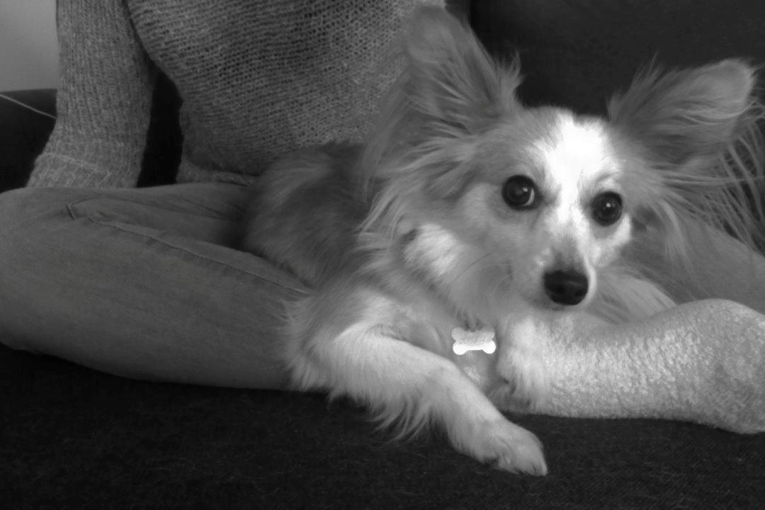 Blanding af racer Bernard (Bernie) billede 4