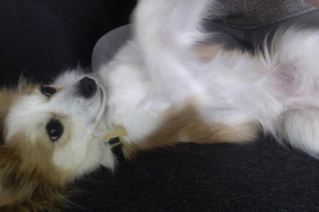 Blanding af racer Bernard (Bernie) billede 5