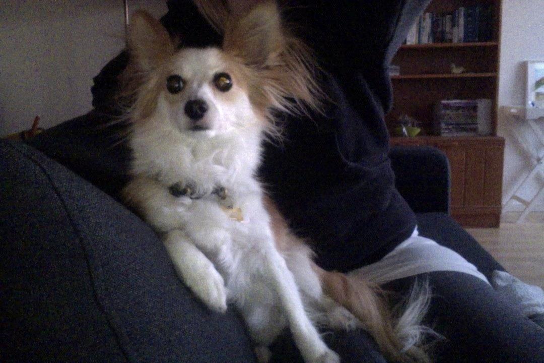 Blanding af racer Bernard (Bernie) billede 6