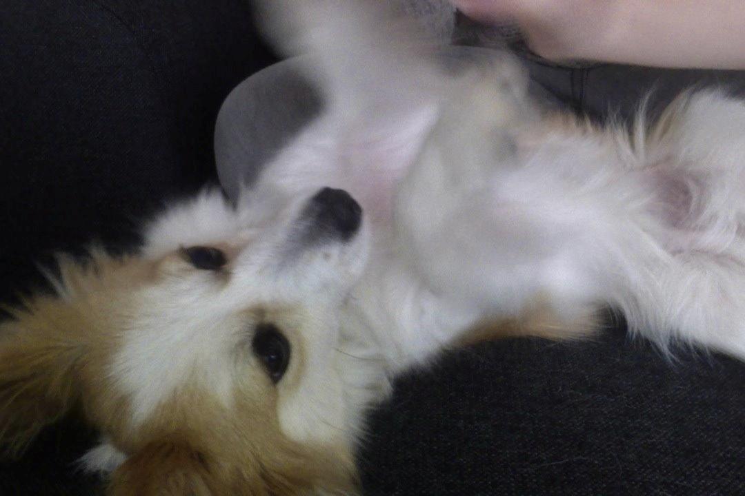 Blanding af racer Bernard (Bernie) billede 7