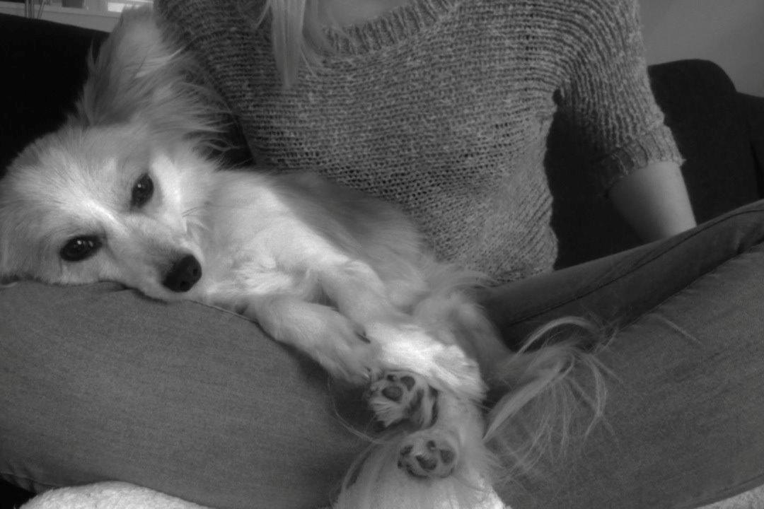 Blanding af racer Bernard (Bernie) billede 8